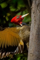 Datel svetlezoby - Campephilus guatemalensis - Pale-billed woodpecker 2895